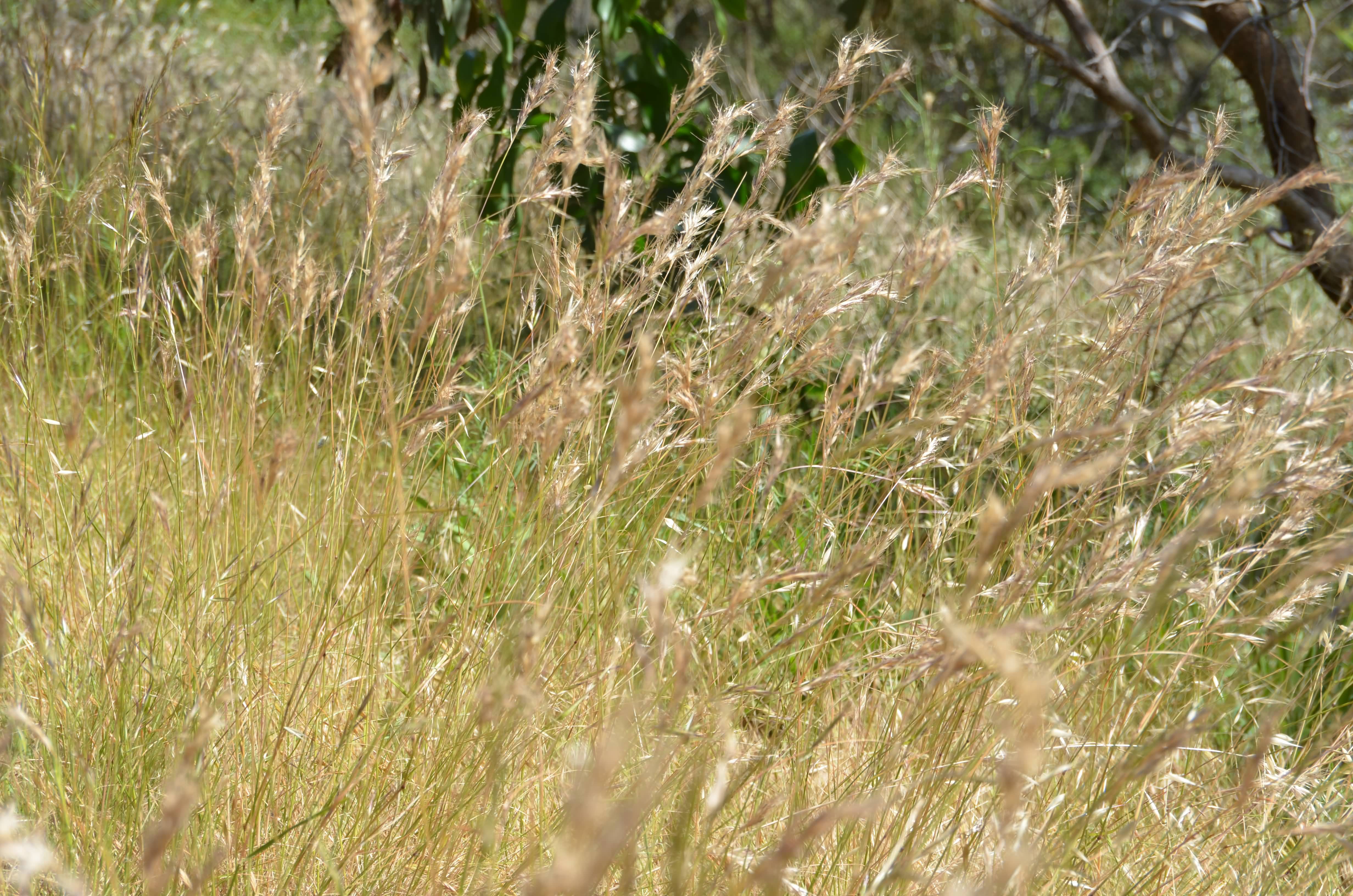 Austrodanthonia