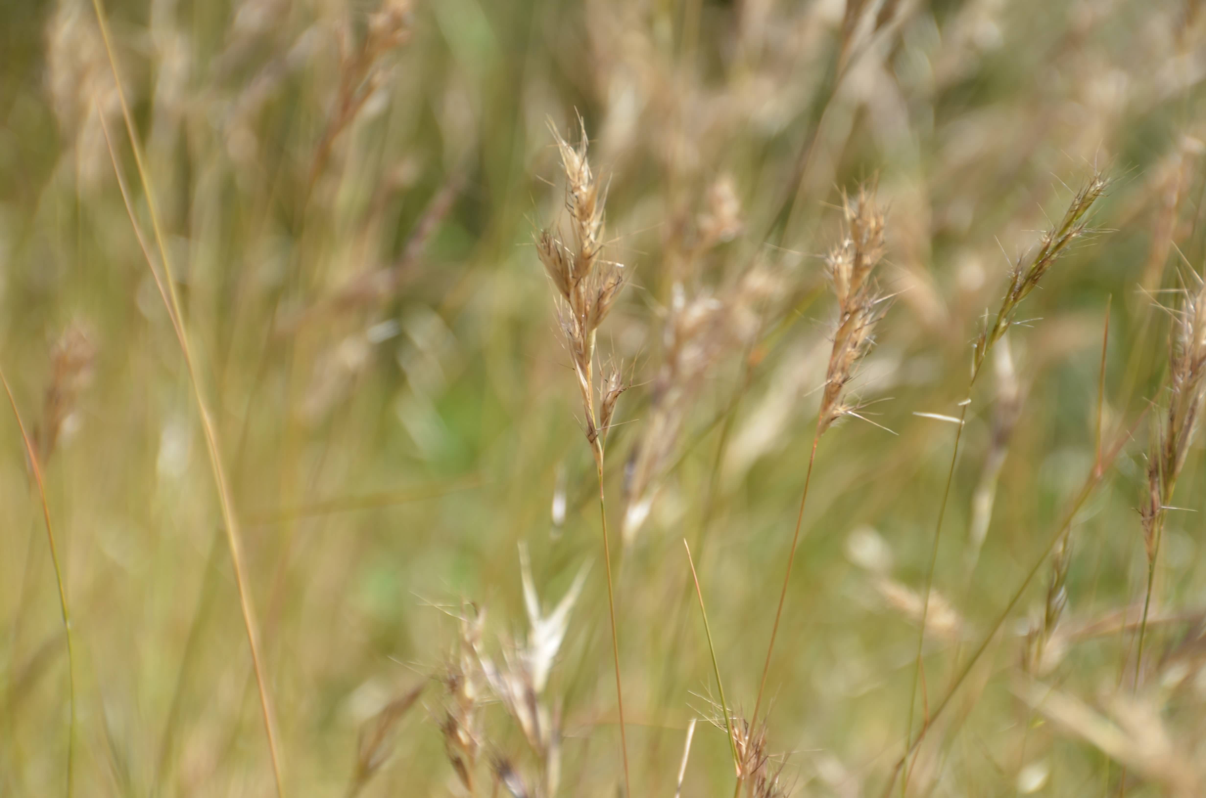 Austrodanthonia
