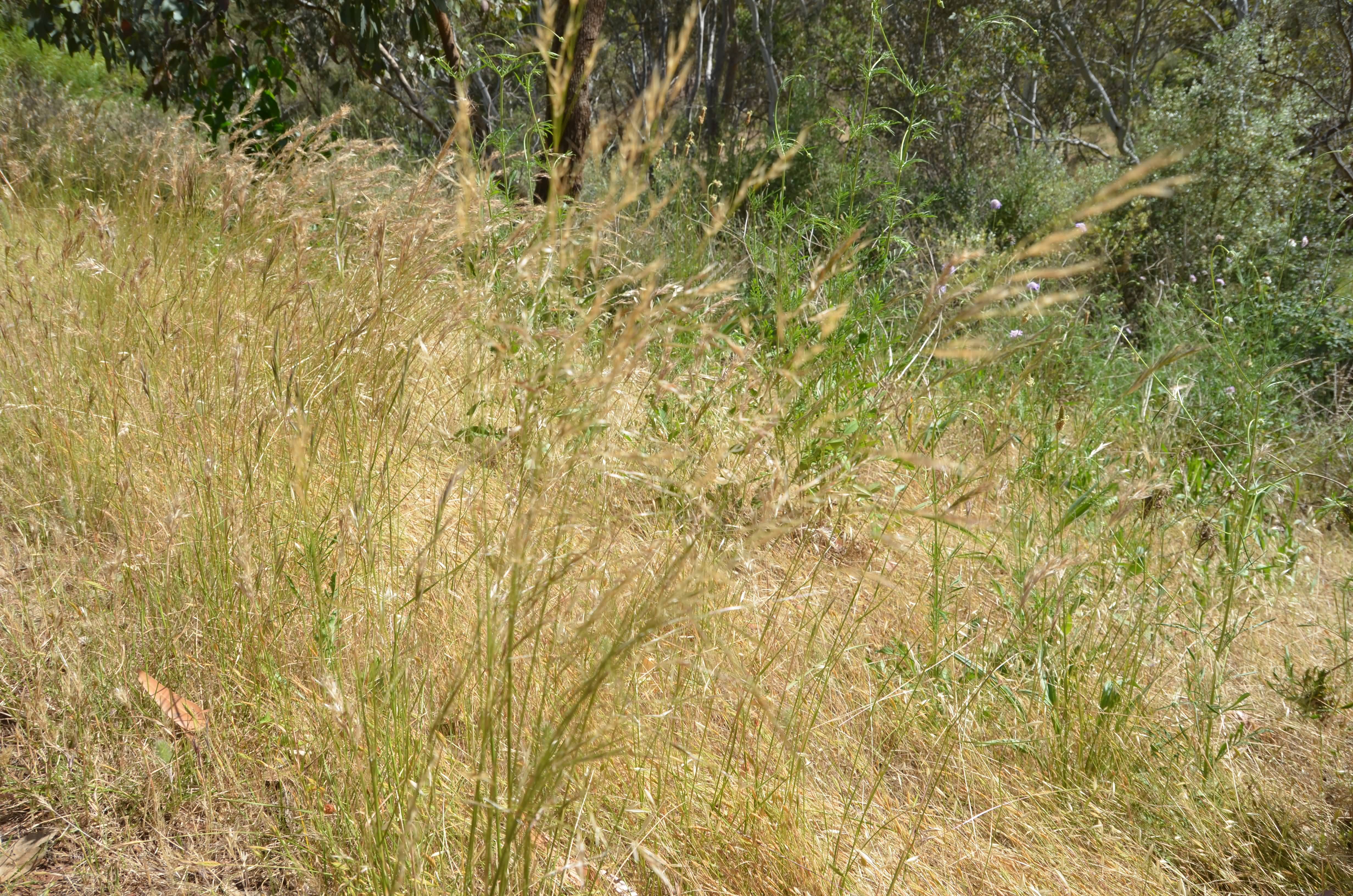 Austrostipa spp