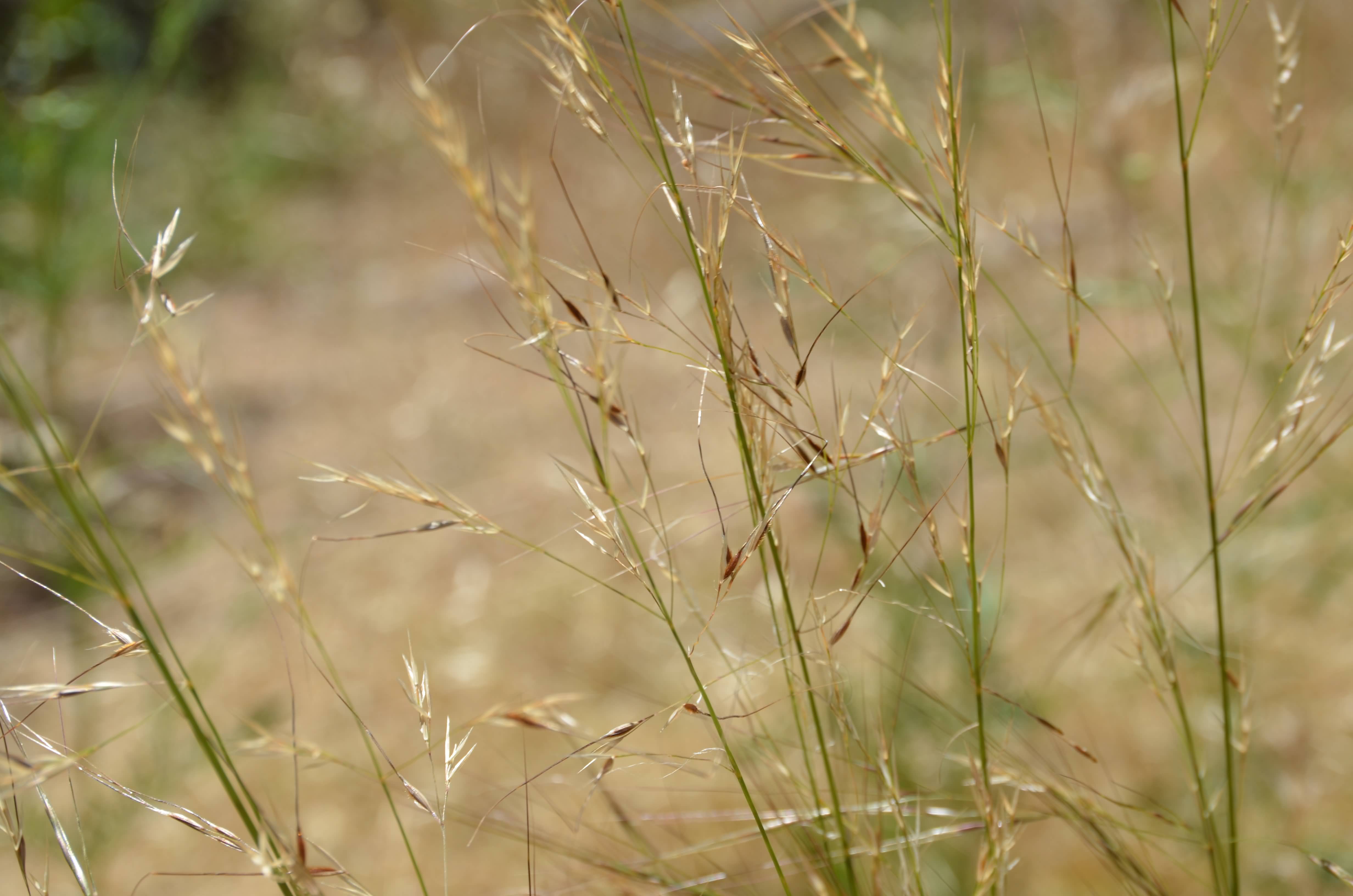 Austrostipa spp