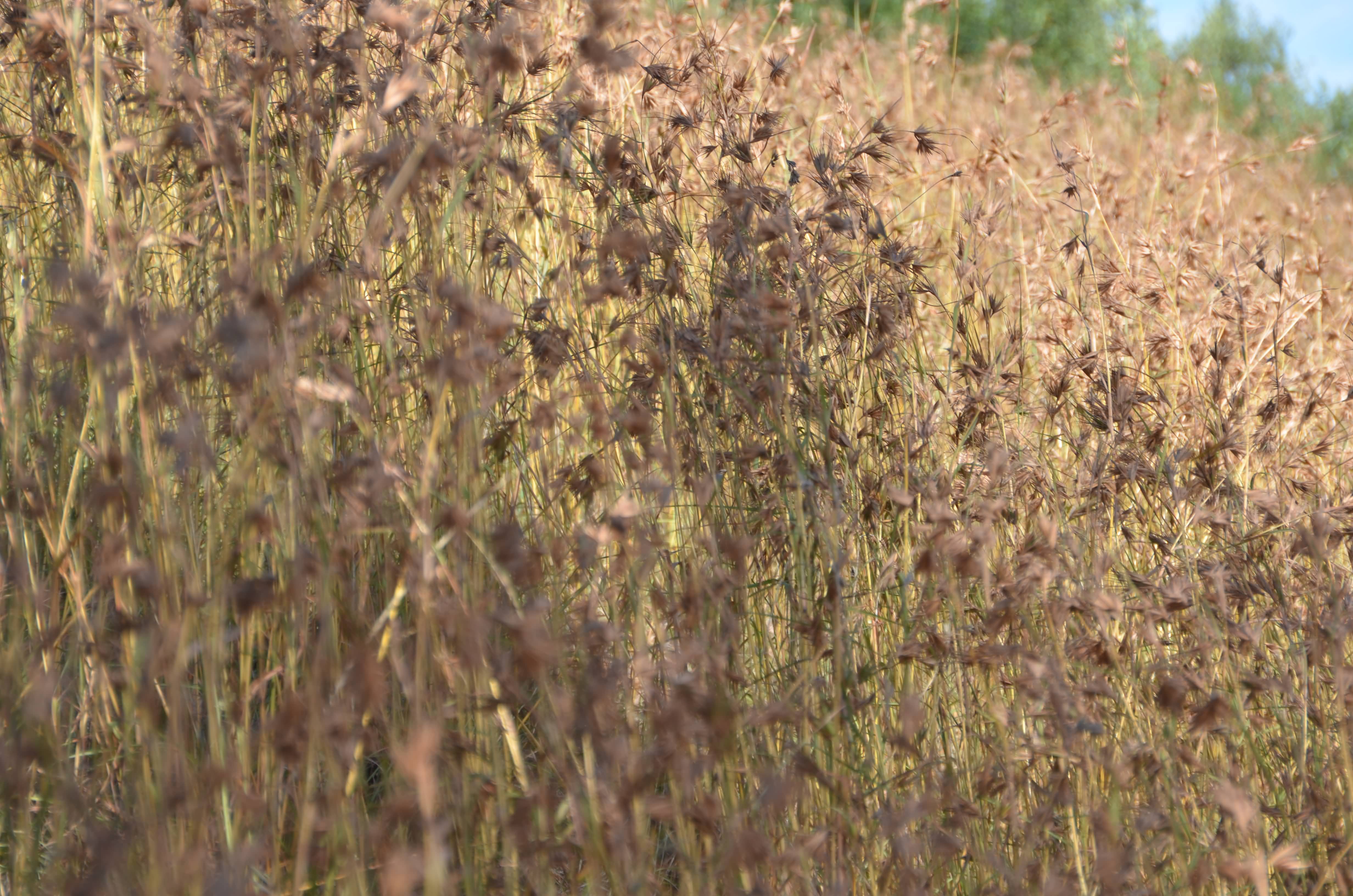 Field of Themeda triandra