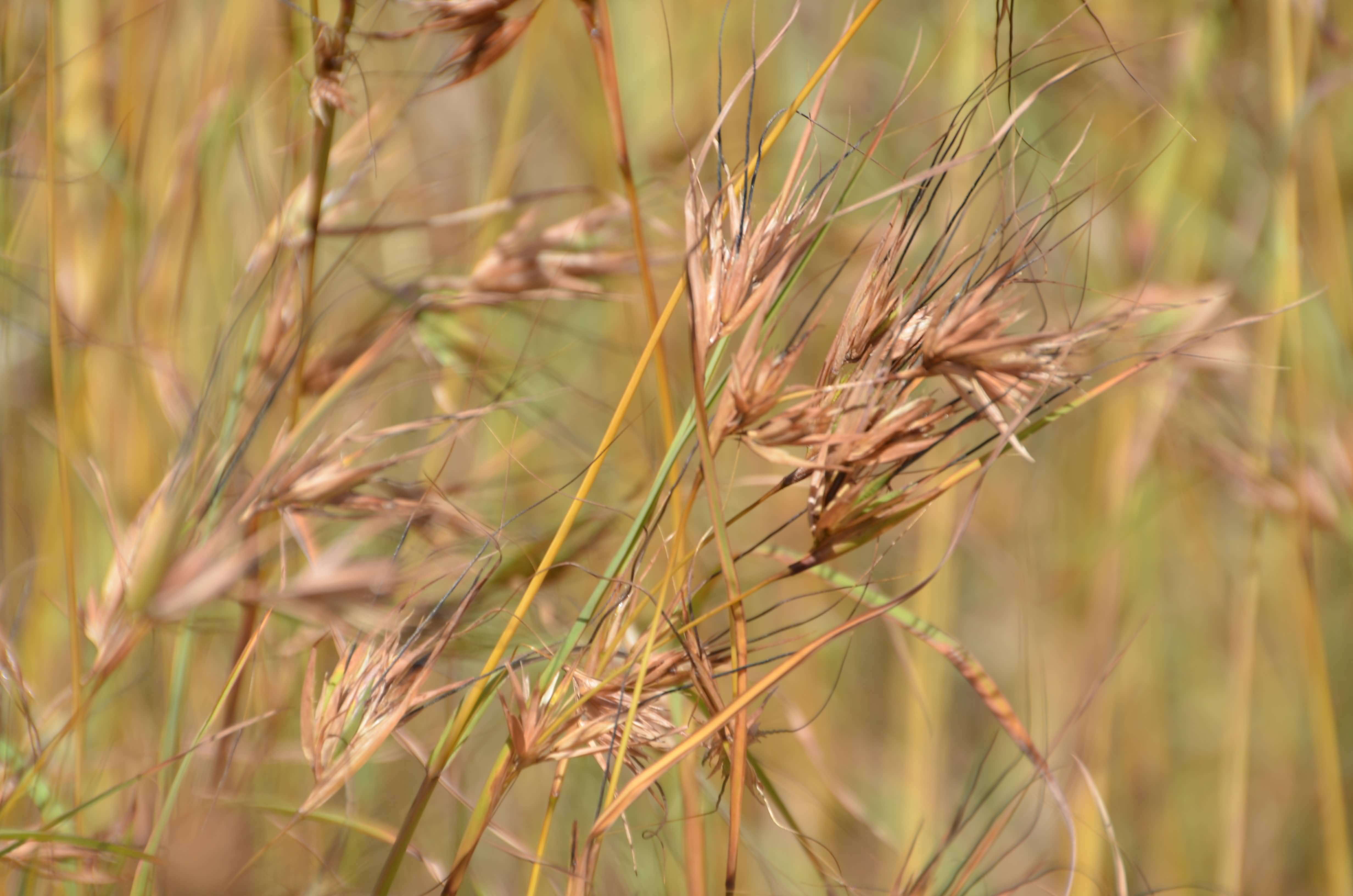 Themeda triandra