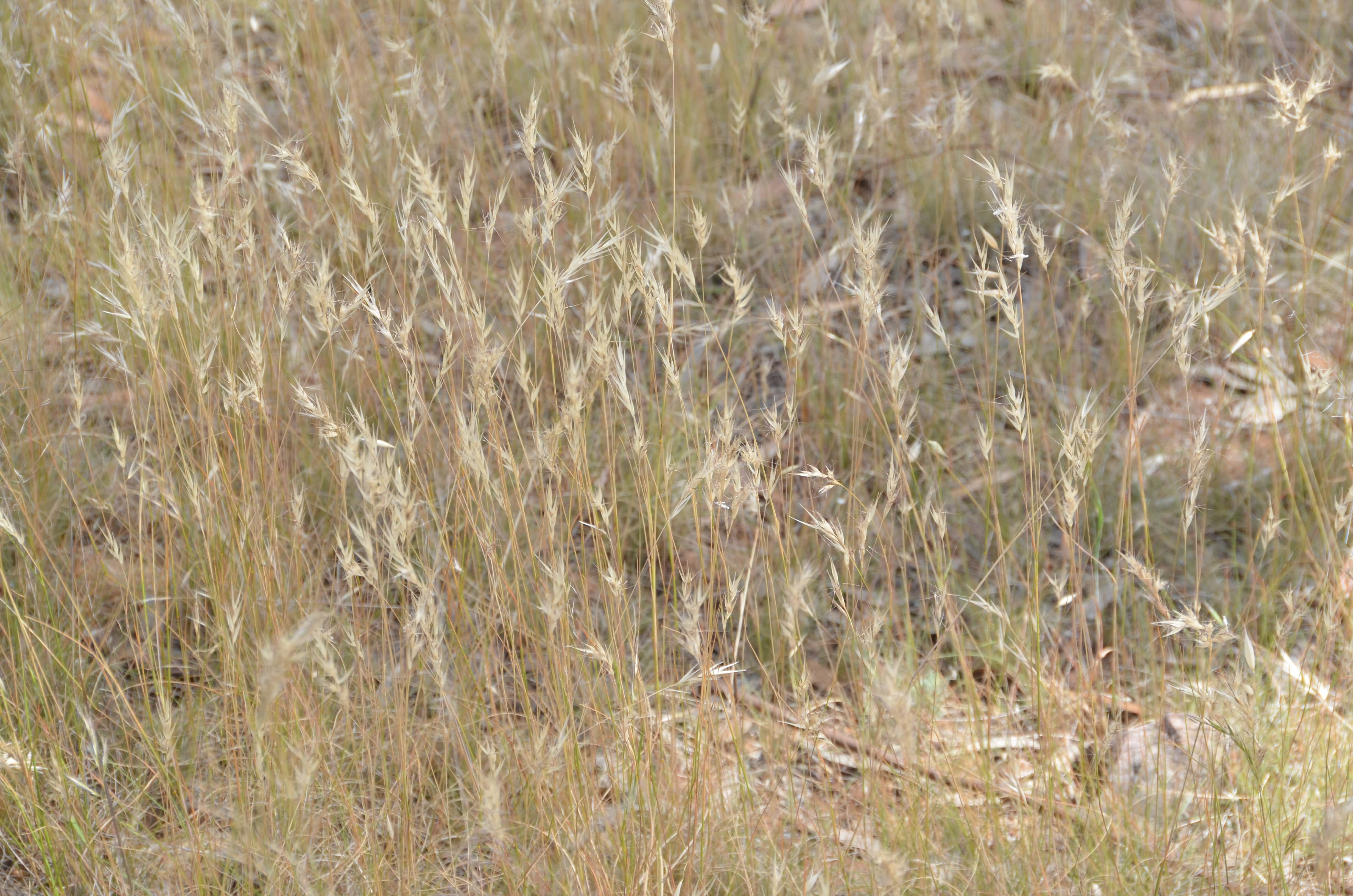 Austrodanthonia