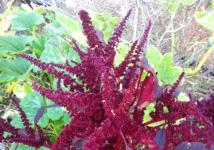 Image:Large pink flower.