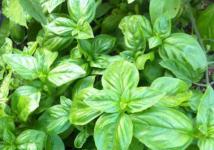 Image:Basil ready for harvest.