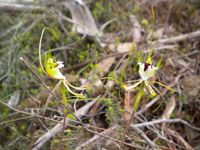 Flora