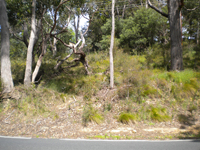 roadside cround cover 1
