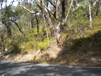 roadside cround cover 2