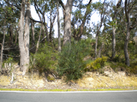 roadside cround cover 3
