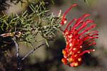 grevillea-treureana-mini.jpg