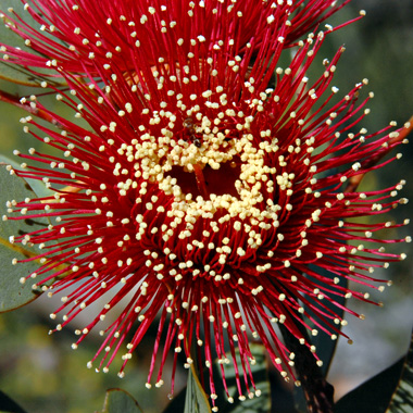 Eucalyptus youngiana