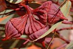 Ooldea Mallee, Eucalyptus youngiana.