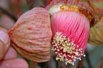 Ooldea Mallee, Eucalyptus youngiana.