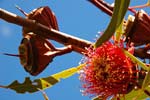 Ooldea Mallee, Eucalyptus youngiana.