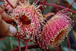 Ooldea Mallee, Eucalyptus youngiana.
