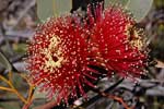 Ooldea Mallee, Eucalyptus youngiana.