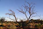 Ooldea Mallee, Eucalyptus youngiana.