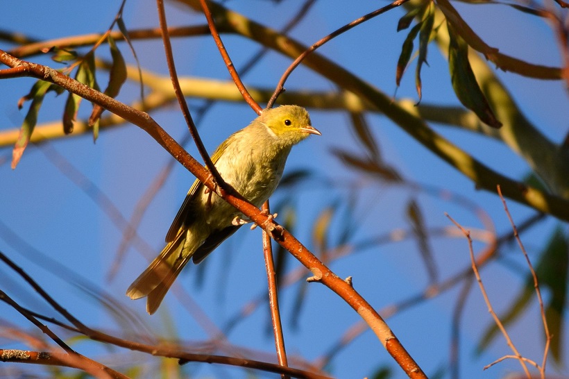 White-plumed Honeyeater