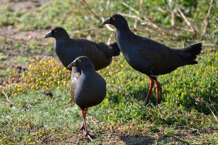 Black-tailed Native Hen