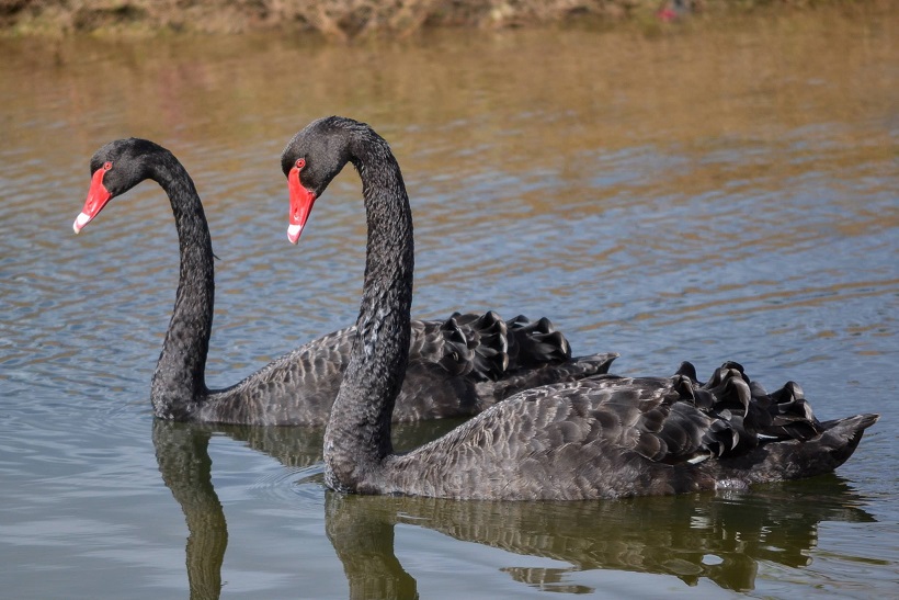 Black Swan