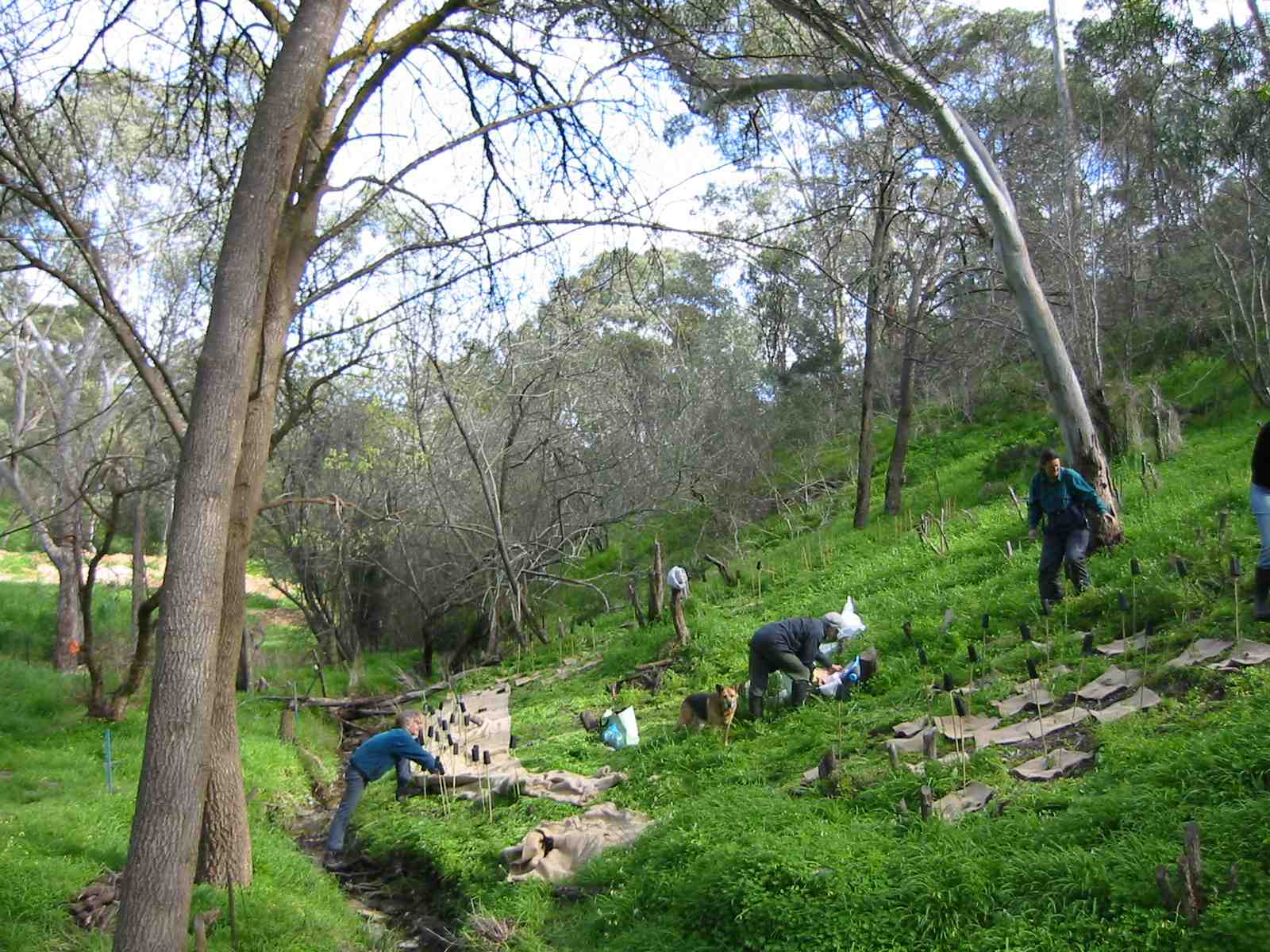Images from red gum gully