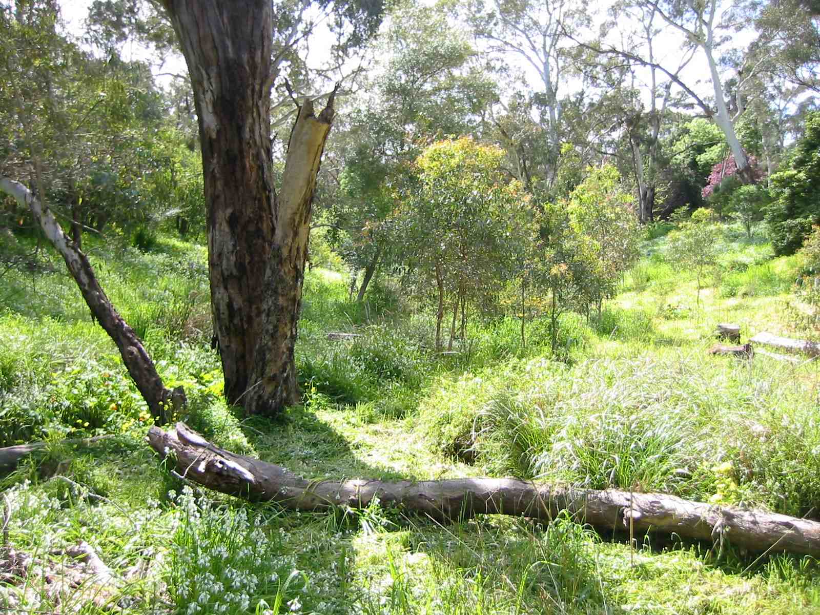 Images from red gum gully