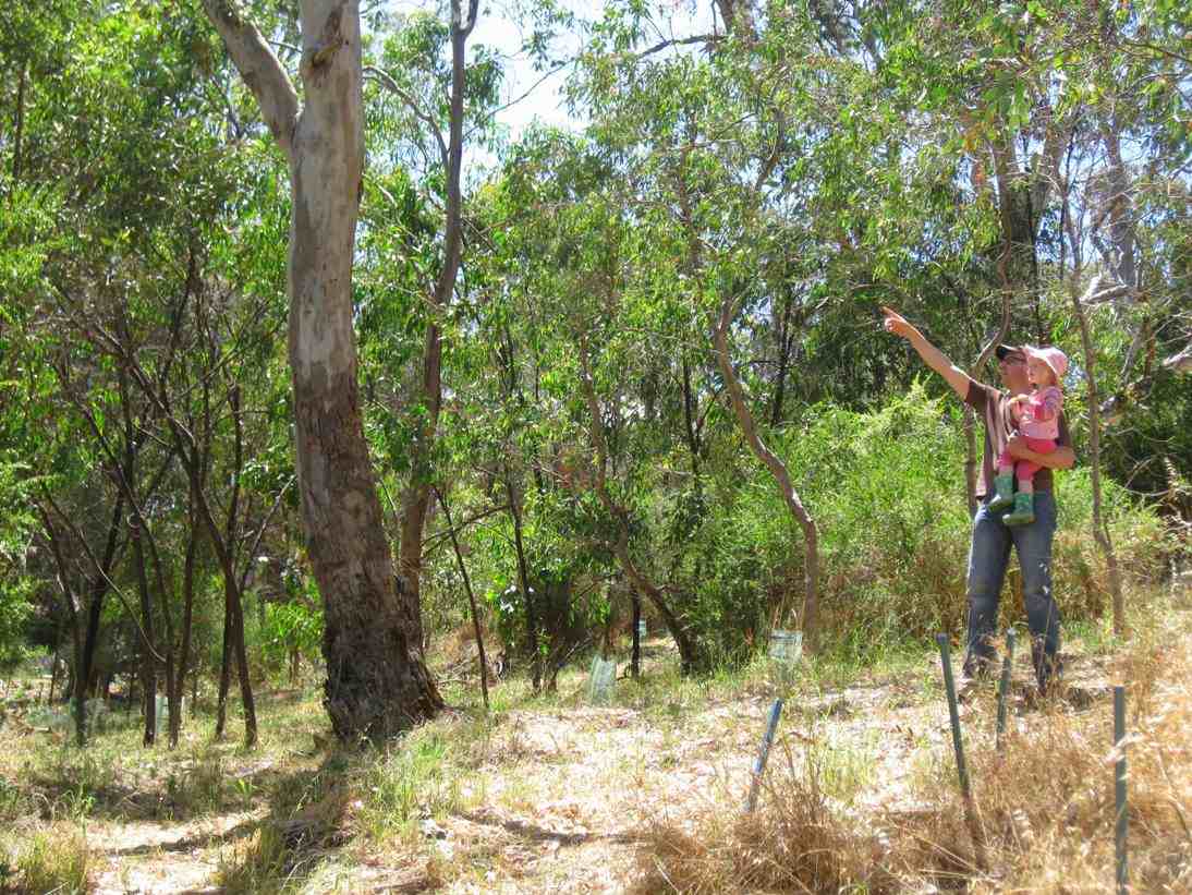 Wonders of Red Gum Gully 